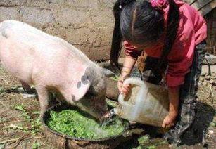 猪在吃饭的照片,共享田园乐章